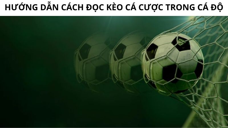 Đọc kèo cá cược trong cách tính fair odds